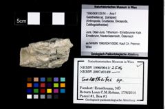 Foto (Objekt + Etikett) von Galatheites sp.  (NHMW-GEO-1990-0041-2514)